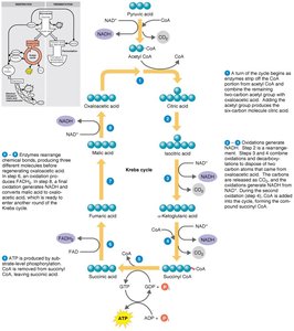 Electron transport chain overview
