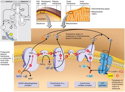 ATP yield from respiration diagram