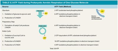 Table of ATP yield during prokaryotic aerobic respiration