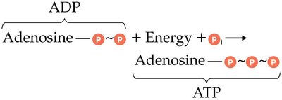 ADP to ATP phosphorylation diagram