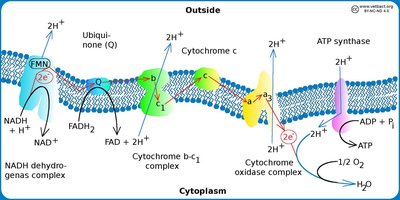 Electron transport chain in oxidative phosphorylation