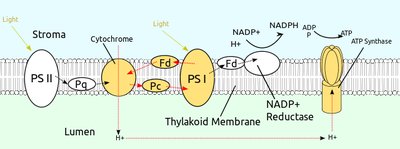 Photophosphorylation in thylakoid membrane