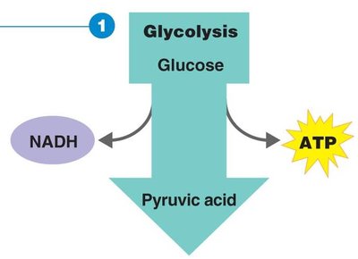 Glycolysis overview: glucose to pyruvic acid, ATP and NADH