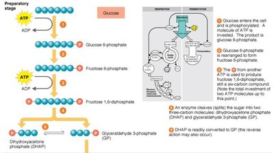 Preparatory stage of glycolysis