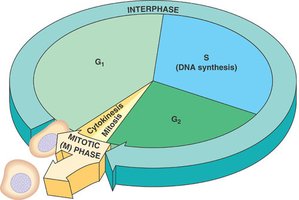 Diagram of the eukaryotic cell cycle showing G1, S, G2, and M phases