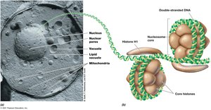 Eukaryotic DNA packaging with nucleosomes and histones