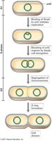 Overview of the bacterial cell cycle with steps of DNA replication, chromosome segregation, and cell division