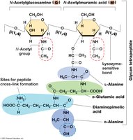 Structure of the repeating unit in peptidoglycan, the glycan tetrapeptide