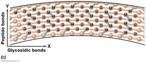Peptidoglycan cell wall structure with N-acetylmuramic acid, N-acetylglucosamine, peptide crosslinks, and glycosidic bonds