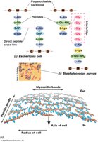 Peptidoglycan structure in the cell wall held together by crosslinks