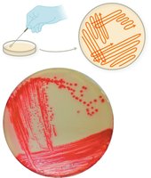 Streak plate technique for isolating colonies