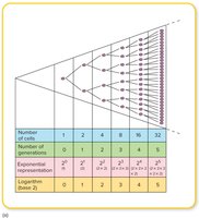 Diagram of binary fission and exponential growth table