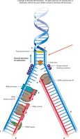 DNA replication fork, relevant to PCR