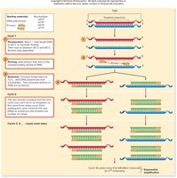 PCR cycle steps