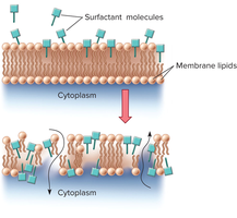 Surfactant action on cell membranes
