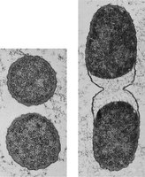 Plasmolysis in bacterial cells under high salt conditions