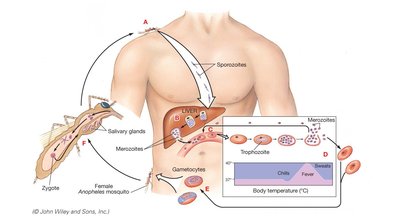Malaria parasite life cycle diagram