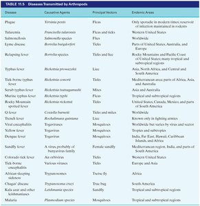 Fungal diseases diagram