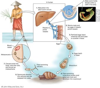 Fluke life cycle diagram