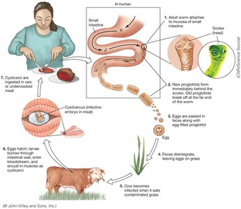 Tapeworm life cycle diagram