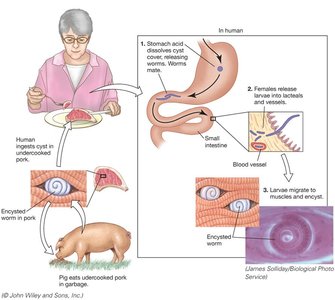 Roundworm life cycle diagram