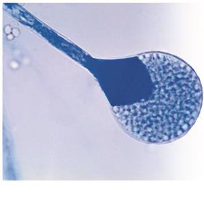 Sporangiospores from Absidia