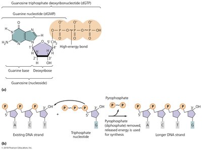 Triphosphate nucleotide and energy release