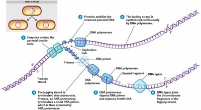 Summary of events at the DNA replication fork