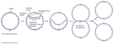 Bidirectionality of DNA replication in prokaryotes