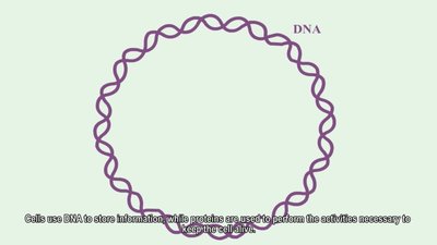 DNA replication: synthesis of leading and lagging strands