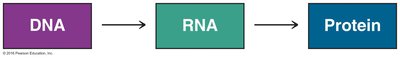 Central dogma: DNA to RNA to Protein