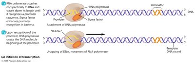 Initiation of transcription