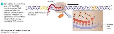Elongation of RNA transcript