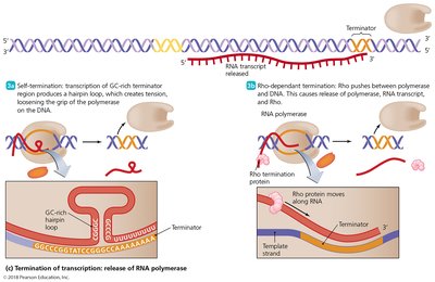 Termination of transcription