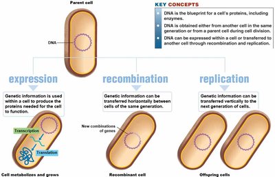 Flow of genetic information: expression, recombination, replication