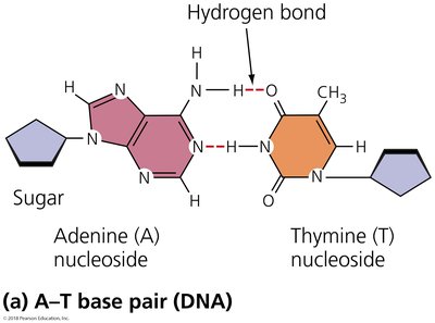 A-T base pair (DNA)