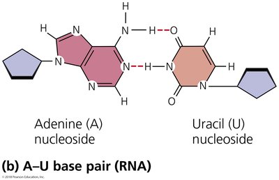 A-U base pair (RNA)