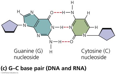 G-C base pair (DNA and RNA)