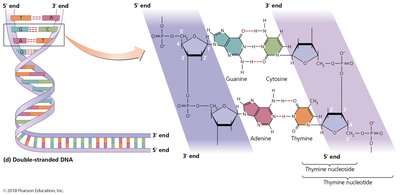 Double-stranded DNA structure