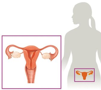 Diagram of female reproductive system