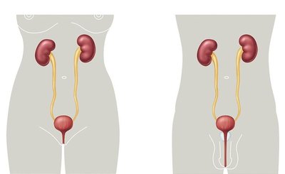 Diagram of male and female urinary systems