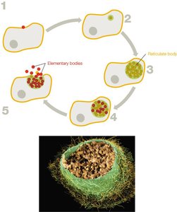 Chlamydia life cycle diagram