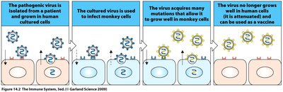 Attenuation process for live vaccines