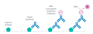 ELISA test principle for Lyme disease