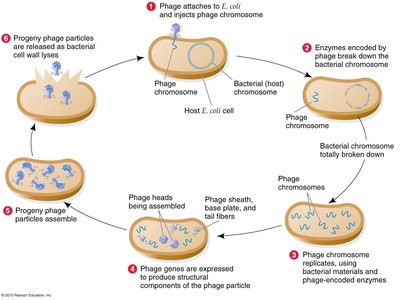 Lytic cycle of T2 phage