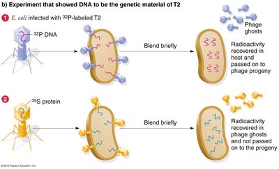Experiment showing DNA is the genetic material of T2 phage