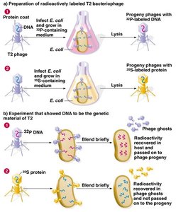 Summary of Hershey-Chase experiment