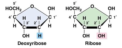 Structures of deoxyribose and ribose sugars
