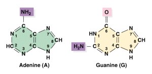 Purine bases: Adenine and Guanine
