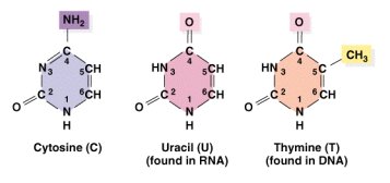 Pyrimidine bases: Cytosine, Uracil, Thymine